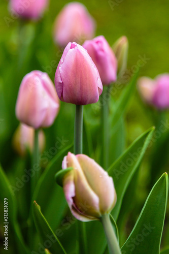 Pink tulips in the garden  sort Allibi. Bulbous plants in the garden.