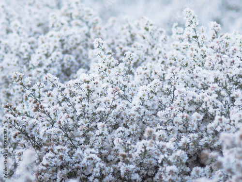 white Magaret flower garden and sweet background fram photo