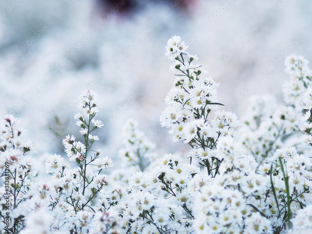 white Magaret flower garden and sweet background fram white Magaret flower garden and sweet background fram