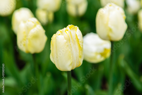 White (creme) tulips in the garden, sort Creme Flag. Bulbous plants in the garden.