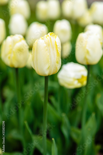 White (creme) tulips in the garden, sort Creme Flag. Bulbous plants in the garden.