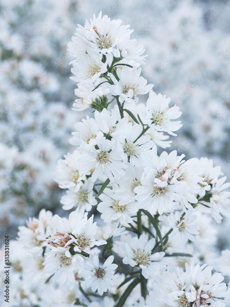 Margaret fram blooming on season for chiangmai holiday Margaret fram blooming on season for chiangmai holiday