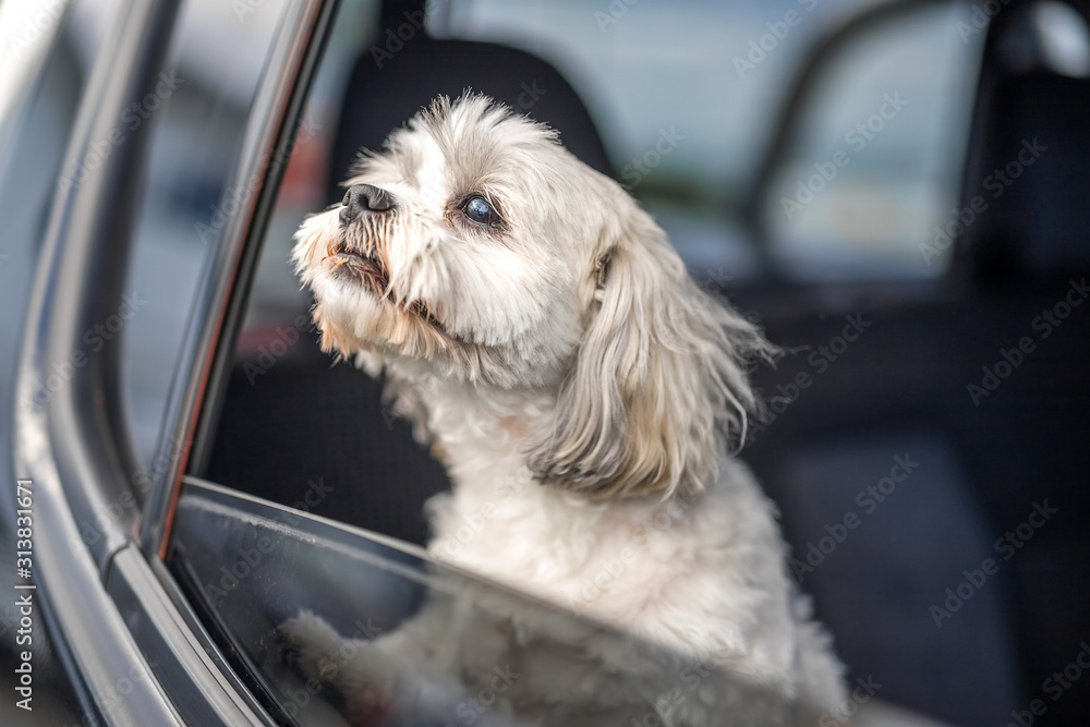 Cute white dog looking from the open car window Cute white dog looking from the open car window