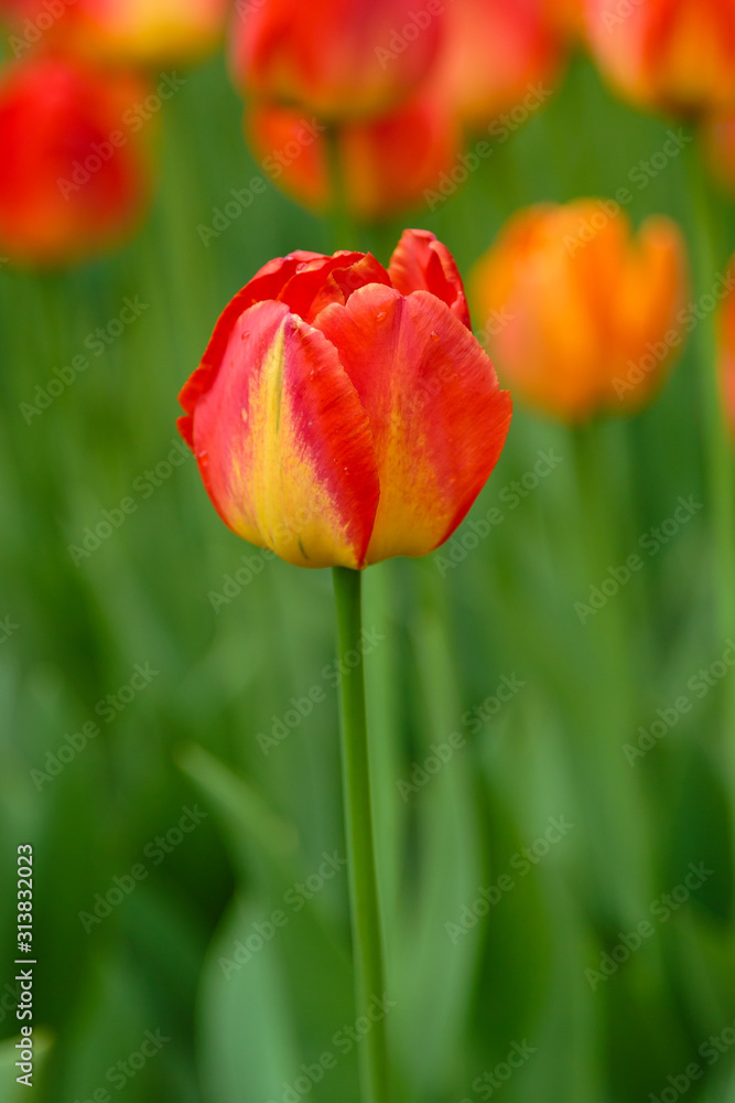Beautiful orange tulips in the garden, sort Lighting Sun. Bulbous plants in the garden. Beautiful orange tulips in the garden, sort Lighting Sun. Bulbous plants in the garden.