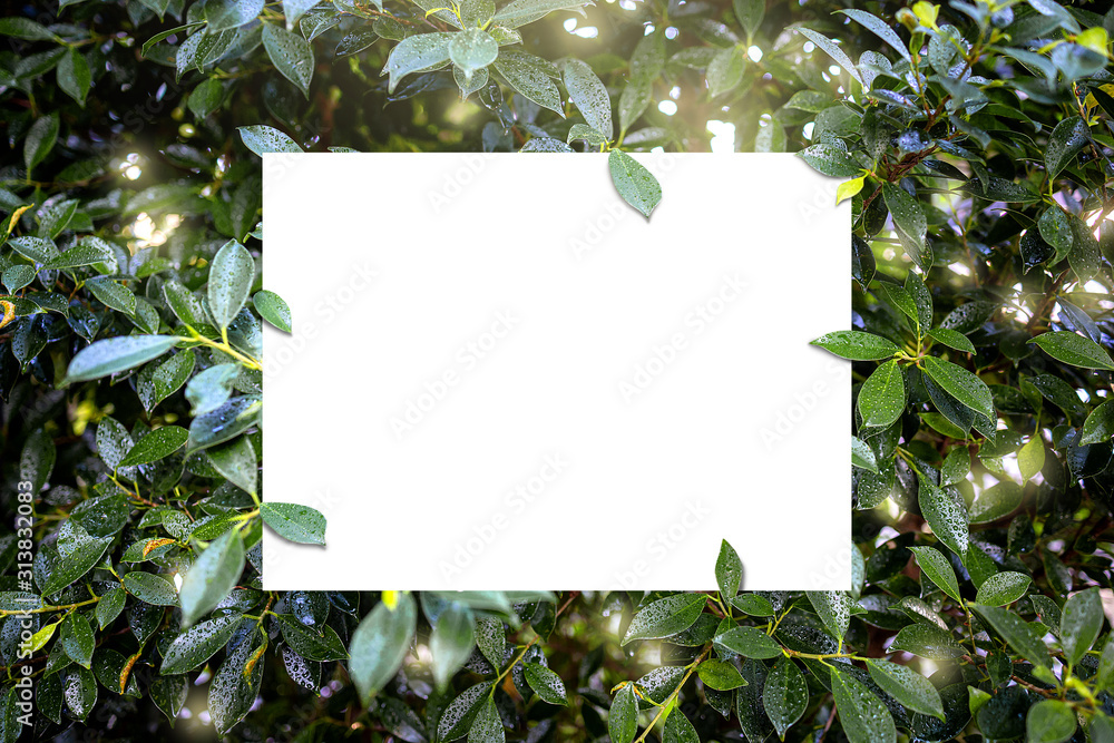 White space on the green leaf background. with copy space. White space on the green leaf background. with copy space.
