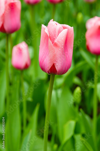 Beautiful pink tulips in the garden  sort Light and Dreamy. Bulbous plants in the garden.