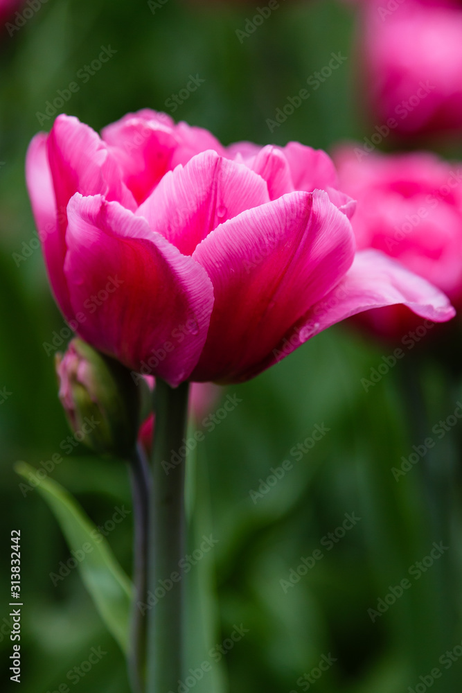 Beautiful purple tulips in the garden, sort Britt. Bulbous plants in the garden.