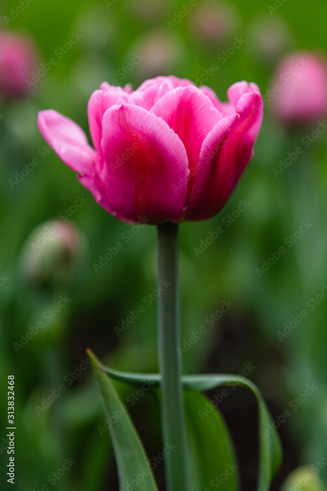 Beautiful purple tulips in the garden, sort Britt. Bulbous plants in the garden. Beautiful purple tulips in the garden, sort Britt. Bulbous plants in the garden.