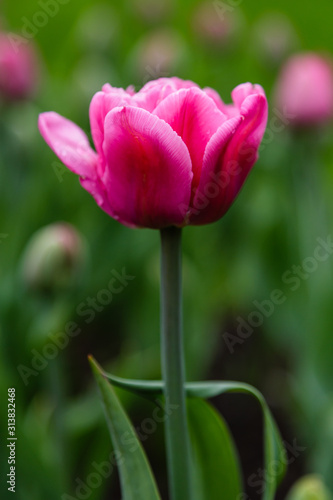 Beautiful purple tulips in the garden, sort Britt. Bulbous plants in the garden.