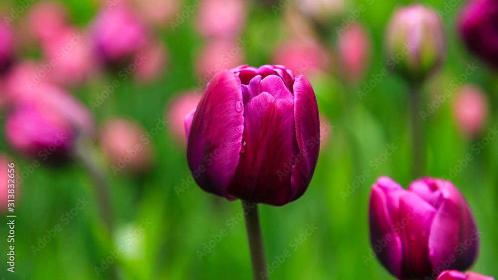 Beautiful purple tulips in the garden, sort Double you. Bulbous plants in the garden. Beautiful purple tulips in the garden, sort Double you. Bulbous plants in the garden.