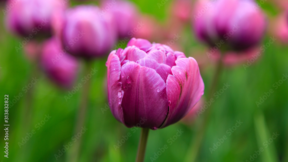 Beautiful purple tulips in the garden, sort Blue Diamond. Bulbous plants in the garden. Beautiful purple tulips in the garden, sort Blue Diamond. Bulbous plants in the garden.