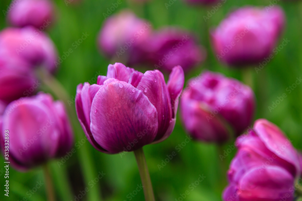 Beautiful purple tulips in the garden, sort Blue Diamond. Bulbous plants in the garden. Beautiful purple tulips in the garden, sort Blue Diamond. Bulbous plants in the garden.