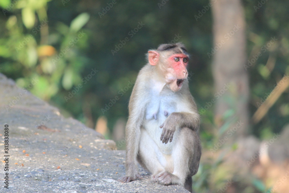 Monkeys Playing in tourist area Monkeys Playing in tourist area