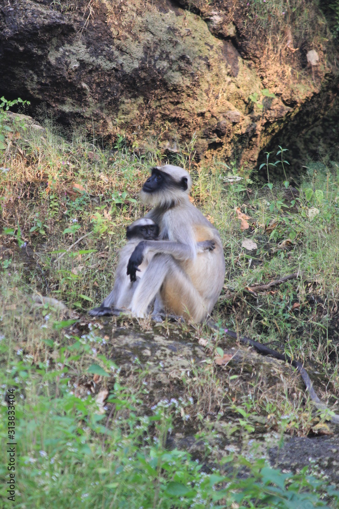 Monkeys Playing in tourist area