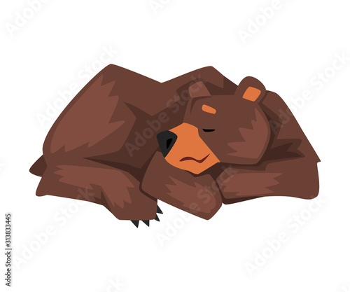 Sleeping Brown Grizzly Bear, Wild Animal Character Lying Cartoon Vector illustration