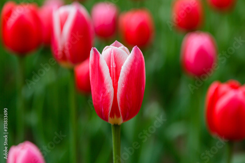 Red and white tulips in the garden  sort Candy apple delight. 