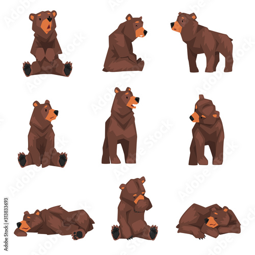 Cute Brown Grizzly Bear Collection, Wild Animal Character in Various Poses Vector illustration