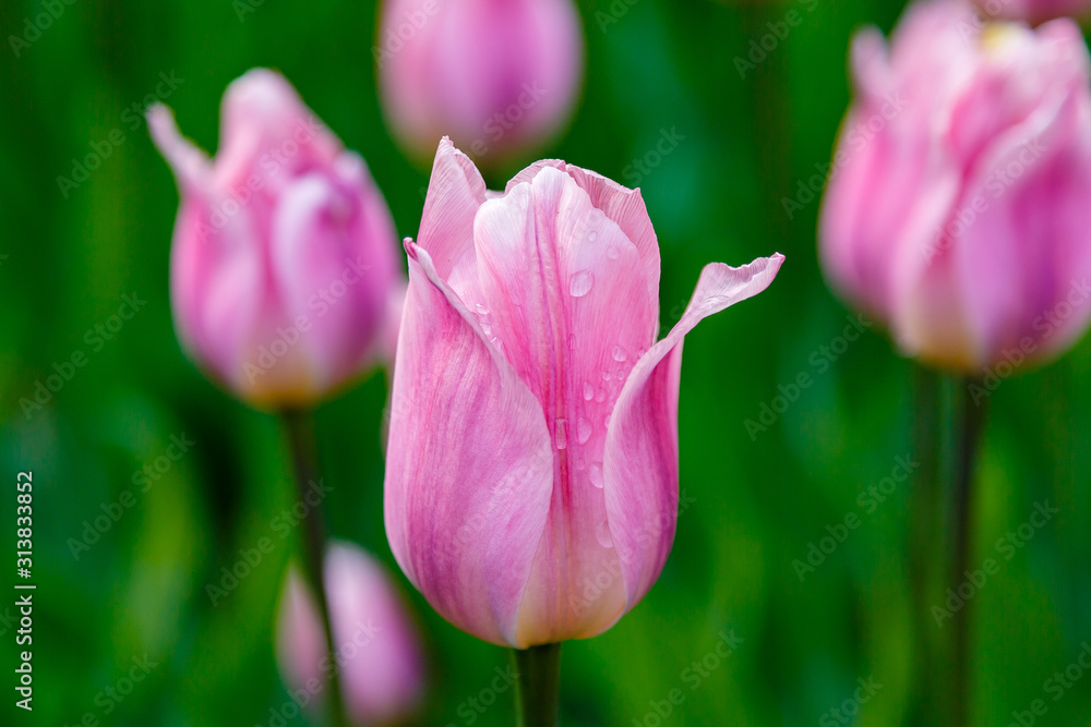 Pink tulips in the garden, sort Light and dreamy. Bulbous plants in the garden. Pink tulips in the garden, sort Light and dreamy. Bulbous plants in the garden.
