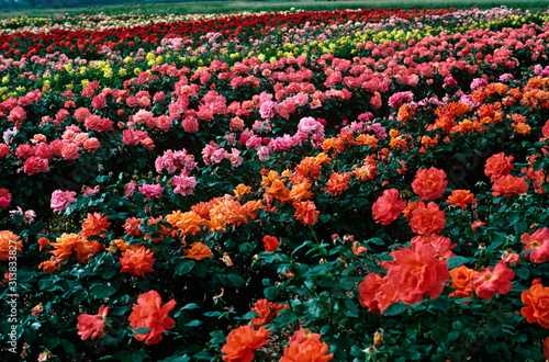 Fototapeta Naklejka Na Ścianę i Meble -  A field of colourful commercialy grown hybrid roses