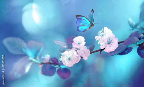 Beautiful blue butterfly in flight over branch of flowering apricot tree in spring at Sunrise on light blue and violet background macro. Amazing elegant artistic image nature in spring.
