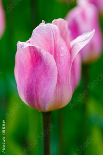 Pink tulips in the garden  sort Light and dreamy. Bulbous plants in the garden.