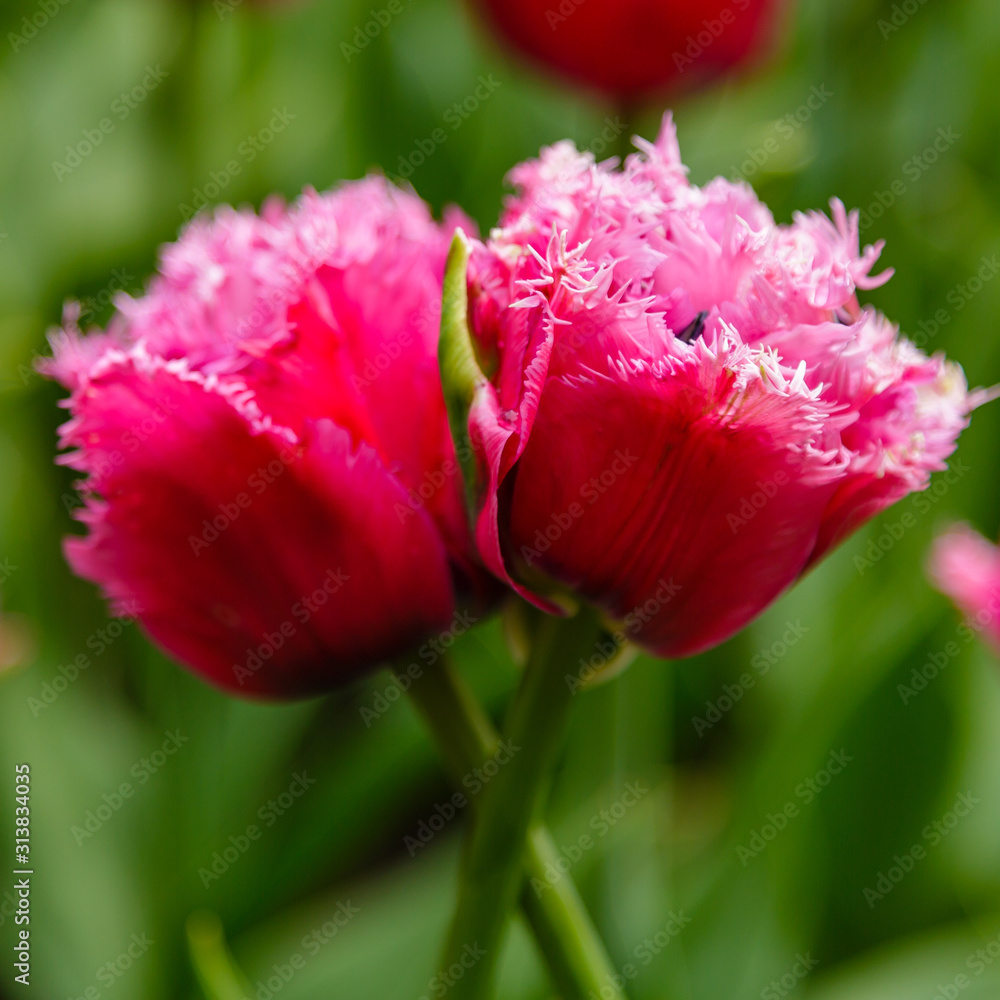 Purple flower of tulip sort Matchpoint. Hybrids of tulips - a beautiful spring bulbs. Growing bulbous flowers in the garden. Purple flower of tulip sort Matchpoint. Hybrids of tulips - a beautiful spring bulbs. Growing bulbous flowers in the garden.