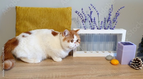 Принти на полотні exotic shorthair cat and lavanda