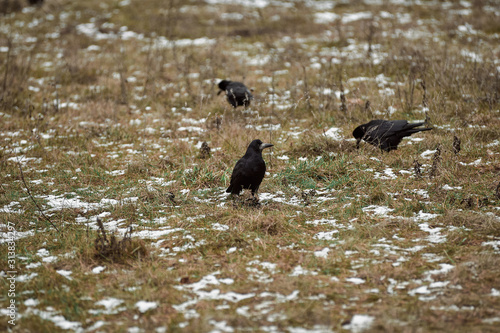 black ravens on frozen ground in the city