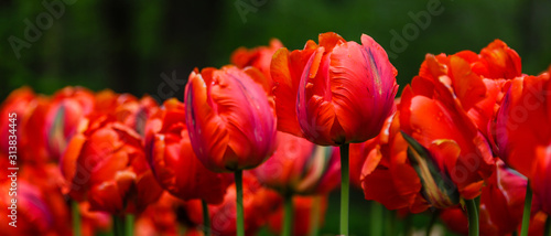 Red flower of tulip sort Parrot (Rococo). Hybrids of tulips - a beautiful spring bulbs. Growing bulbous flowers in the garden.