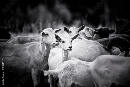 Fototapeta Naklejka Na Ścianę i Meble -  Bunch of goats blocking a road on a summer day. 