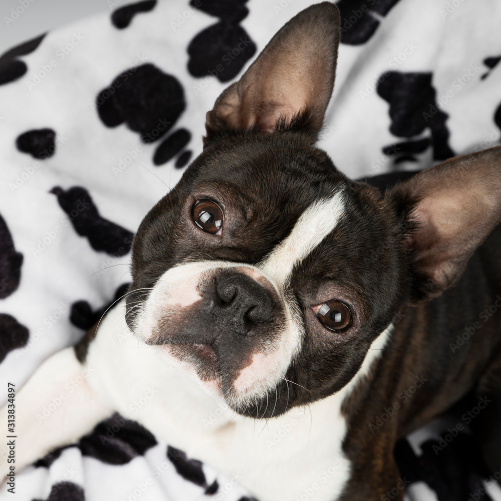 Dog boston terrier on cow pillow
