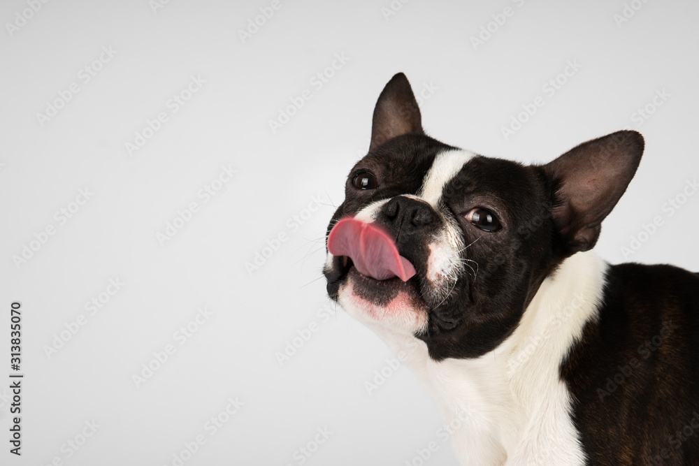 boston terrier dog licking