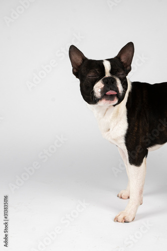 Fototapeta Naklejka Na Ścianę i Meble -  boston terrier dog licking closed eyes