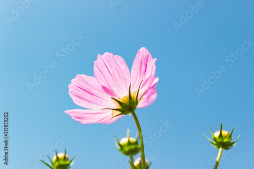 Beautiful flower Cosmos Bipinnatus flower in the garden with sky background