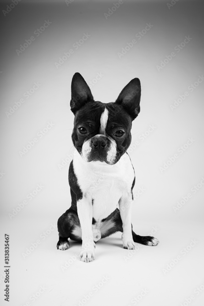 boston terrier dog sitting