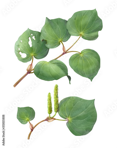 Kawakawa Tree Branch Pencil Illustration Isolated on White