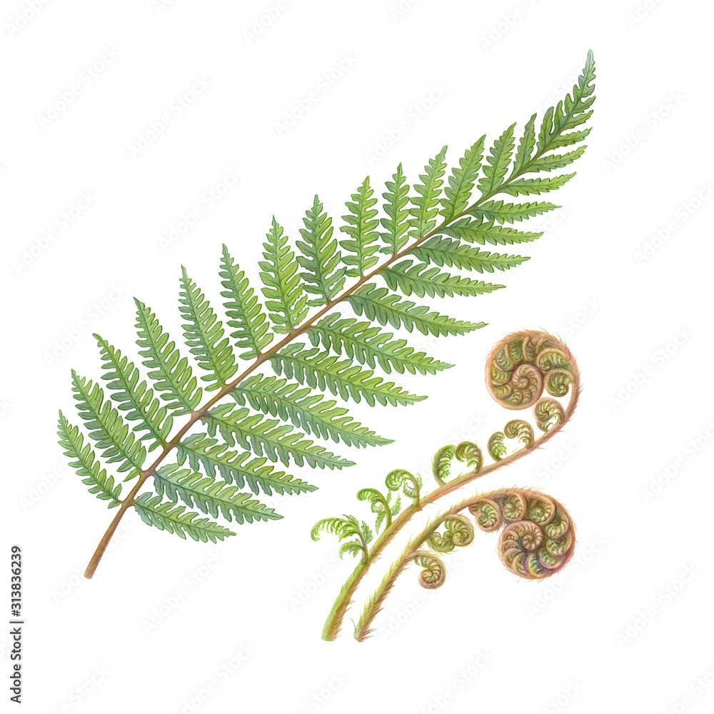 Silver Fern Hand Drawn Pencil Illustration Isolated on White Stock ...