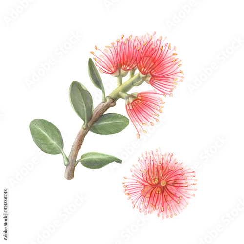 Pohutukawa or New Zealand Christmas Tree Pencil Drawing Isolated on White photo