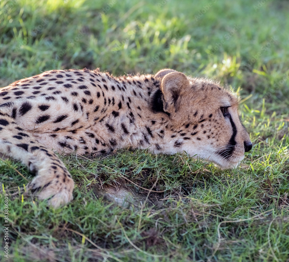 Wild Animal Cheetah or Tiger in Jungle Wild Animal Cheetah or Tiger in Jungle