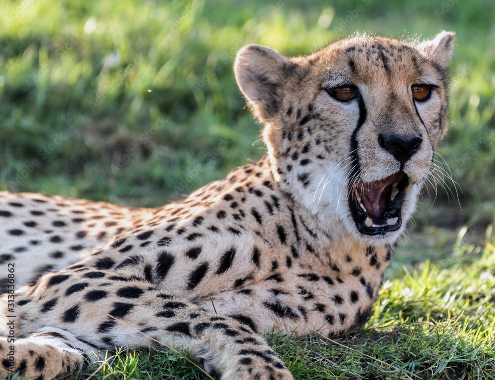 Wild Animal Cheetah or Tiger in Jungle Wild Animal Cheetah or Tiger in Jungle