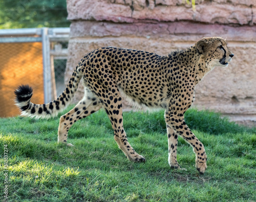 Wild Animal Cheetah or Tiger in Jungle © Abrar