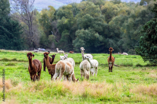 White, gray and braun llamas graze