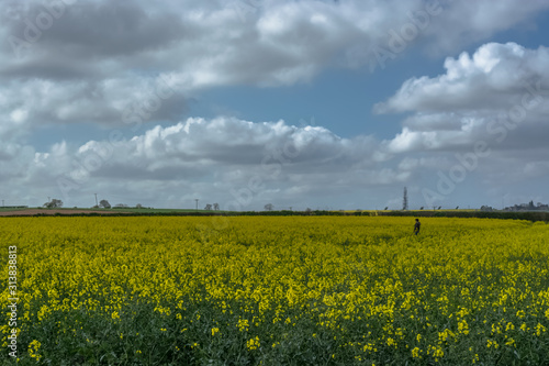 View of a yellow rapeseed farm field with person in the middle