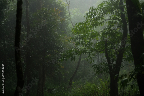 Abundant wild in the laos are very fresh and beautiful. © Pongsatorn