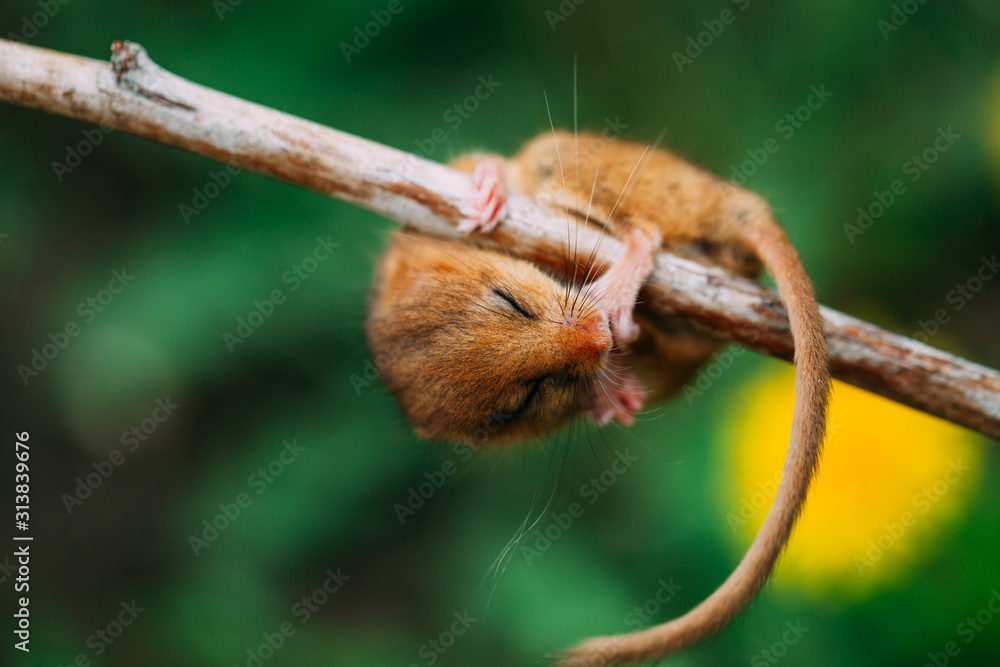 Little hazel dormouse climb the twigs in nature. Muscardinus avellanarius.