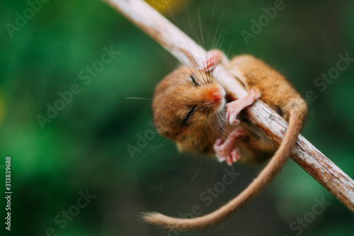 Little hazel dormouse climb the twigs in nature. Muscardinus avellanarius.