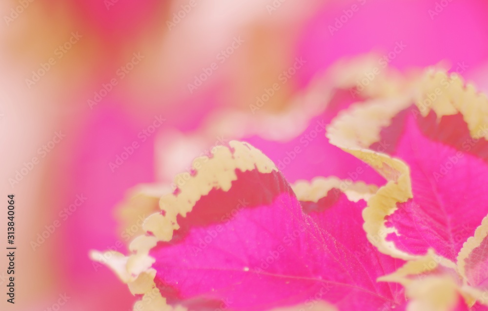 hojas púrpura y magenta con bordes verdes y delicioso bokeh rosa, dreamy, soft look, vintage, rosada, hermosa, pink, red, bokeh, rosa, flor, florecer, primavera, rojo, hermoso
