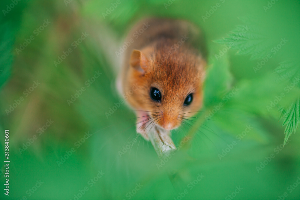 Little hazel dormouse climb the twigs in nature. Muscardinus avellanarius. Little hazel dormouse climb the twigs in nature. Muscardinus avellanarius.