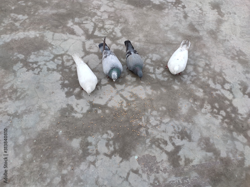 Fototapeta premium Group of Pigeons