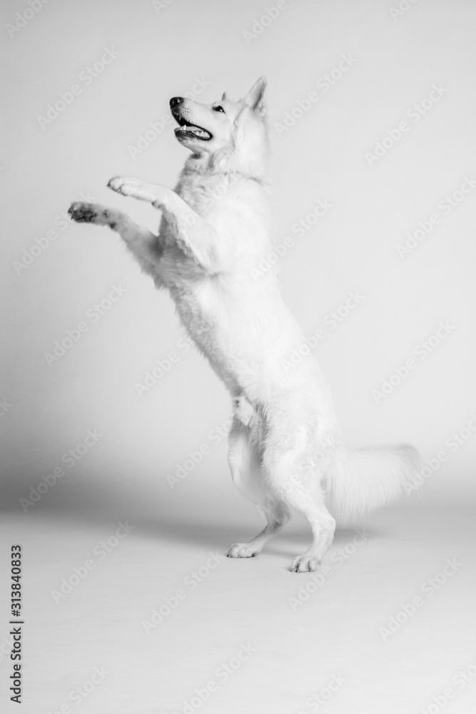 Fototapeta premium Berger blanc suisse en Studio